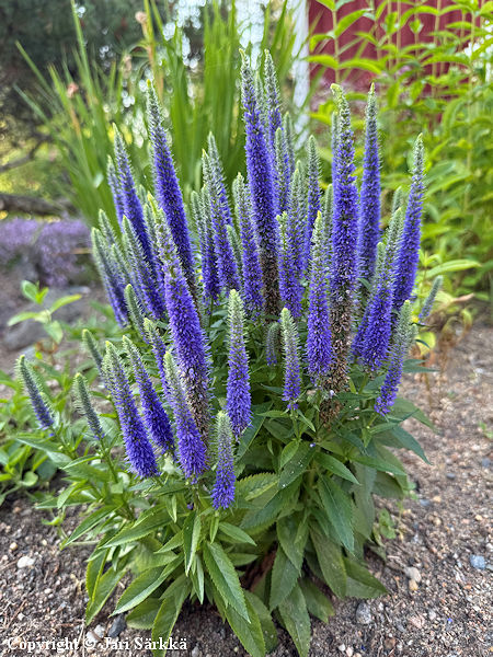 Veronica spicata 'Glory' ('Royal Candles'), t�hk�t�dyke